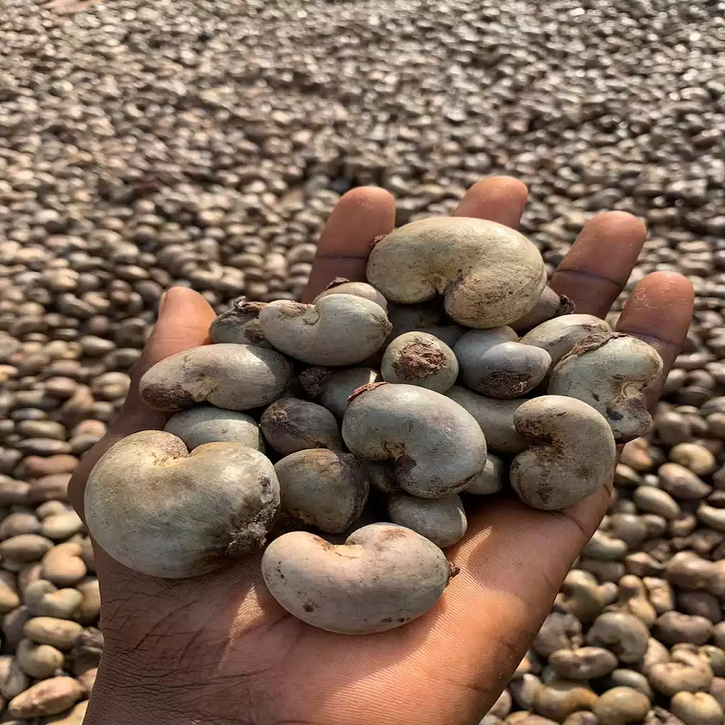 screenshot 2026 09 23 at 17 54 54 raw cashew nuts zaph & zoe agro export company